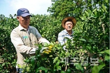 감귤 열매 솎기