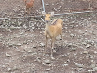 제주 동물원 역할 제주고 동물농장 사라진다