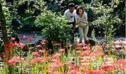 꽃망울 터트린 석산