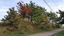 허술한 방제…서귀포 서부지역 소나무 재선충병 창궐