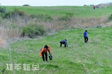 고사리 꺽는 관광객들/제주시 애월읍