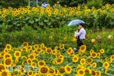 해바라기가 만개한 해바라기농장/제주시 회천동