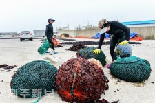도박 말리기 작업 한창/제주시 구좌읍