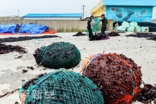 도박 말리기 작업 한창/제주시 구좌읍