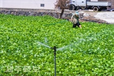 분주한 스프링클러/제주시 외도2동