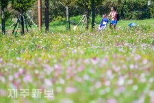 성큼 다가온 가을/제주시 시민복지타운광장