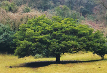 (30)체오름-굼부리 속 후박나무 인상적