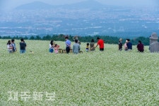 하얀메밀꽃밭 속으로/제주시 오라동
