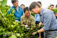 감귤 열매솎기 하는 안철수 전 대표/제주시 오등동