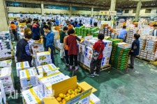추석 앞둔 제주농협 공판장/제주시 일도2동