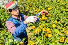 해양심층수로 재배한 감귤 수확/제주시 아라1동