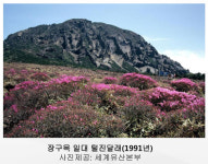 한라산천연보호구역 88% 조릿대 점령...식물 생태계 습격