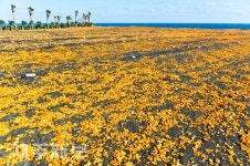 노랗게 물든 신천목장/서귀포시 성산읍