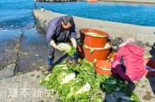 해수로 절인 김장용 배추/제주시 한경면