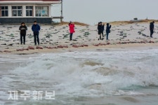 겨울바다를 즐기는 관광객들/제주시 한림읍