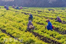 당근 수확 한창인 농민들/제주시 구좌읍