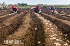 감자 파종 작업 한창/서귀포시 대정읍