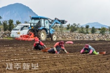 감자 파종 작업 한창/서귀포시 대정읍