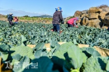 찬바람 속 브로콜리 수확/서귀포시 대정읍