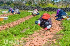 당근 수확 한창인 농민들/제주시 구좌읍