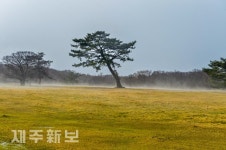 몽환적인 제주마방목지/제주시 제주마방목지