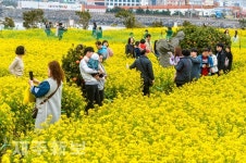 유채향이 가득한 제주/서귀포 성산읍
