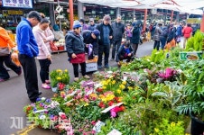 봄꽃 향기 가득/제주시 제주민속오일시장