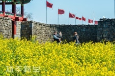 봄이 찾아 온 성읍민속마을/서귀포시 성읍민속마을