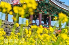 봄이 찾아 온 성읍민속마을/서귀포시 성읍민속마을