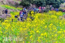 노란 유채꽃길 사이로/서귀포시 색달동