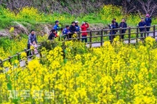 노란 유채꽃길 사이로/서귀포시 색달동