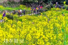 노란 유채꽃길 사이로/서귀포시 색달동