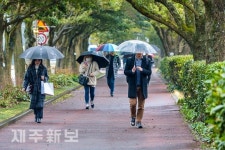 캠퍼스에 내리는 봄비/제주시 제주대학교