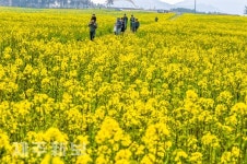 노란 유채꽃 한가득/서귀포시 표선면