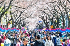 제26회 제주왕벚꽃축제/제주시 삼도2동