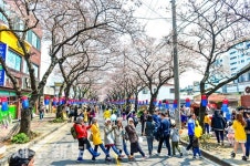 제26회 제주왕벚꽃축제/제주시 삼도2동