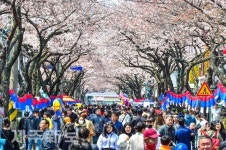 제26회 제주왕벚꽃축제/제주시 삼도2동