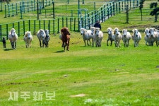 제주마방목지 제주마 방사, 고수목마 재현