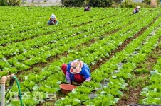 좋은 품종을 기대하며