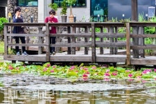 수련 활짝 핀 남생이못