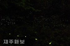 어두움 밤을 밝히는 반딧불