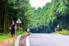 걸어서 사려니숲길 탐방