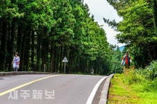 걸어서 사려니숲길 탐방