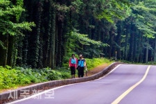 걸어서 사려니숲길 탐방