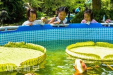 한림공원 연꽃축제 구경오세요.