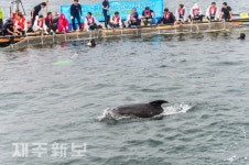 고향 바다로 돌아가는 금등과 대포