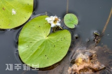 어리연 꿀을 따는 꿀벌