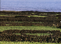 제주 밭담 축제 개최