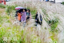 가을비 맞으며 억새사이로 산책