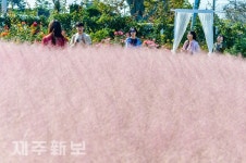 분홍억새와 장미꽃 사이로